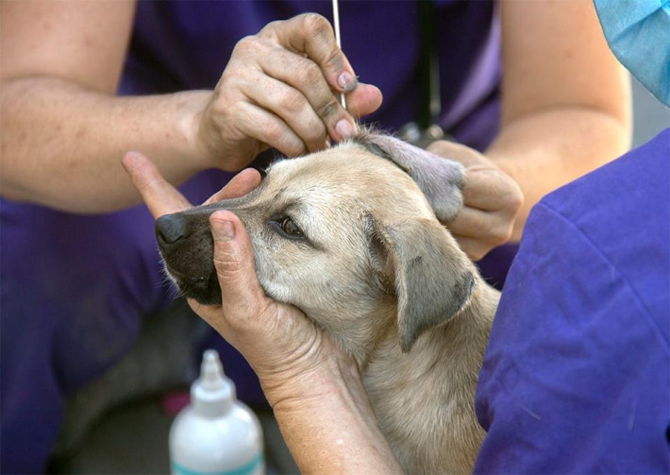 Veterinarian Dr. Gabrielle Rosa, left, and certified veterinarian technician Darian Mosely clean the ears of a 4-month-old dog named Baby at the Gospel Center Rescue Mission in south Stockton on July 22, 2021.
