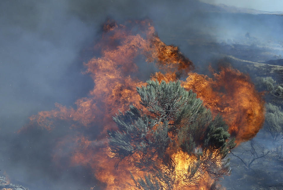 FILE - In this Aug. 5, 2015 file photo, fire engulfs sagebrush near Roosevelt, Wash. Federal officials have released a plan intended to reduce the size of giant rangeland wildfires that have become an increasing problem in the Great Basin for cattle ranchers, recreationists and some 350 species of wildlife, including imperiled sage grouse. (AP Photo/Don Ryan, File)