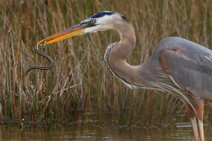 Snack Time - Everglades National Park