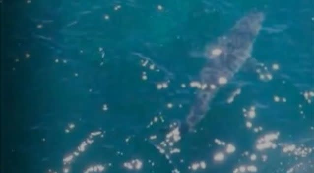 This shark was photographed 100m offshore from Merino Rocks in South Australia in January and caused Nippers events to be cancelled. Photo: 7 News