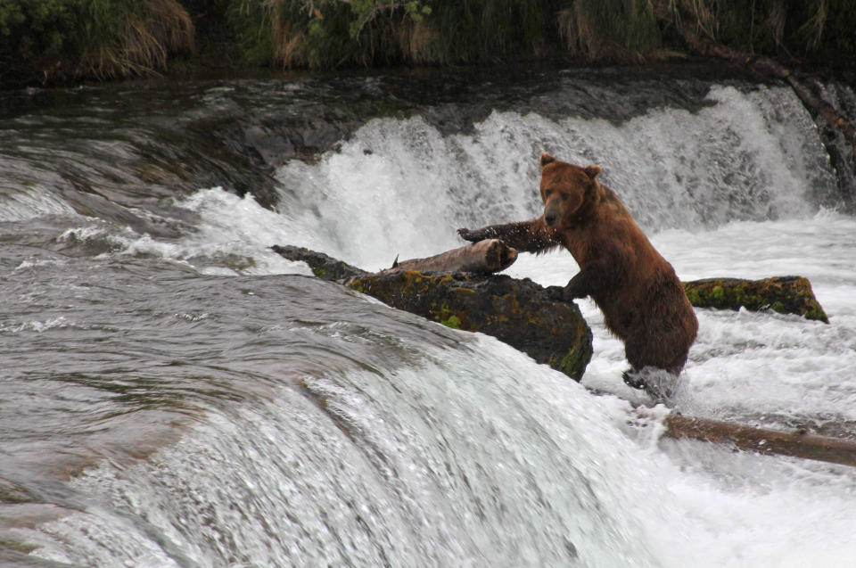 In this photo taken July 4, 2013, in Katmai National Park and Preserve, Alaska, a brown bear climbing on top of Brooks Falls for a better angle at salmon swimming upstream. It's expensive and difficult to reach the park about 250 miles west of Anchorage, and explore.org has again set up high definition webcams to livestream the daily activities of the bears at the park. (AP Photo/Mark Thiessen)