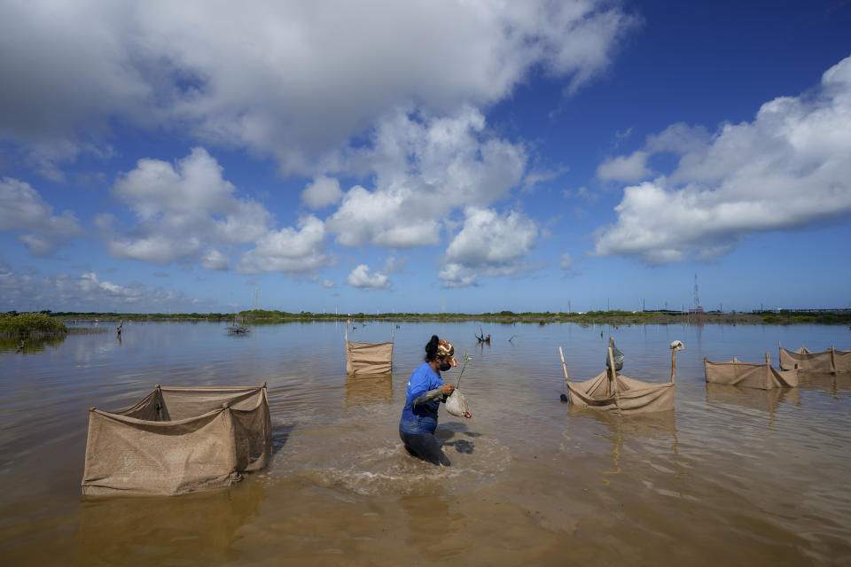 A woman wades through a swamp carrying a mangrove seedling, as part of a restoration project near Progreso, in Mexico’s Yucatan Peninsula, Wednesday, Oct. 6, 2021. This mangrove restoration effort is similar to others around the globe, as scientists and community groups increasingly recognize the need to protect and bring back the forests to store carbon and buffer coastlines from climate-driven extreme weather, including more intense hurricanes and storm surges. (AP Photo/Eduardo Verdugo)