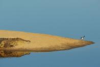 A crocodile watches a bird on a sand island in Edeni Game Reserve, a 21,000 acre wilderness area with an abundance of game and birdlife located near Kruger National Park in South Africa.