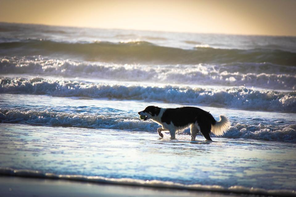 Beach Dog in Wildwood, NJ