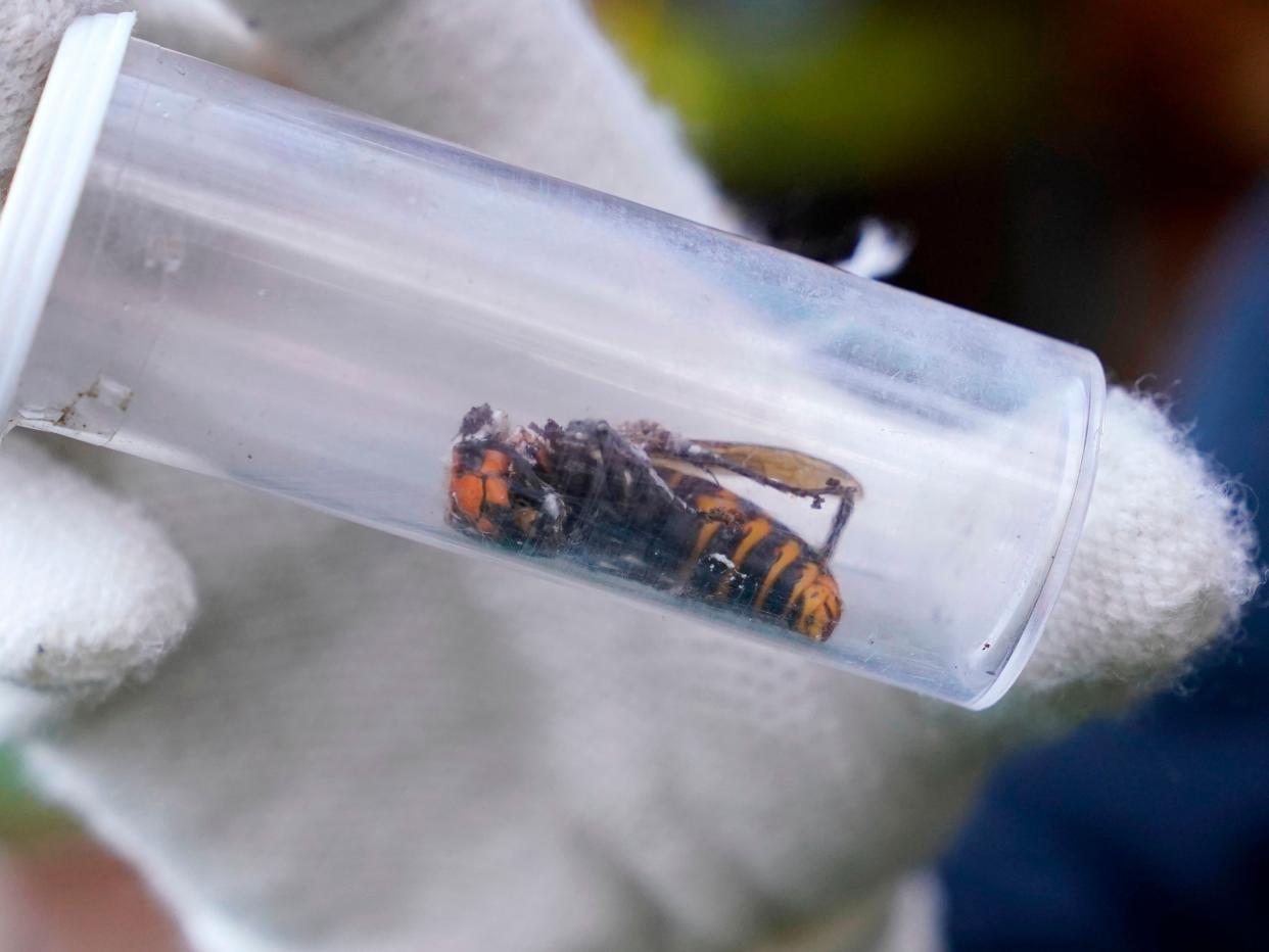 A Washington State Department of Agriculture worker displays an Asian giant hornet taken from a nest on 24 October 2020 (POOL/AFP via Getty Images)