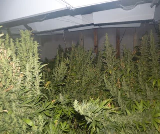 Police located a total of 30 cannabis plants. Photo: SA Police