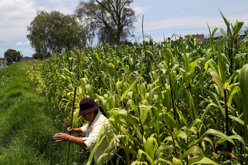 FILE PHOTO: U.S. farmers ramp up pressure on Mexico to soften looming GMO corn ban