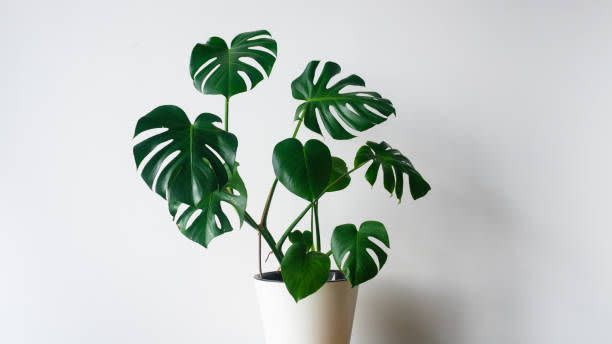 monstera