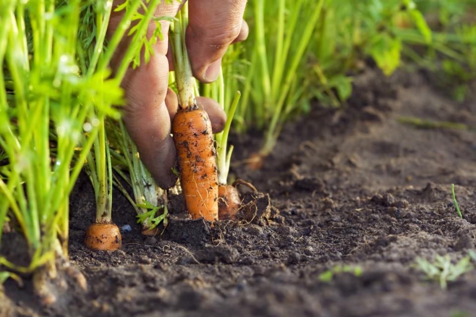 Farmer slightly pulls out an orange carrot from dirt where it was growing. 