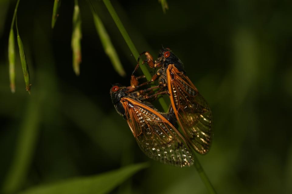 Two adult periodical cicadas mate at Lincoln Memorial Garden and Nature Center on Tuesday, June 4, 2024, in Springfield, Ill. The most noticeable part of the cicada invasion blanketing the central United States is the sound. The songs — only from males — are mating calls. (AP Photo/Carolyn Kaster)