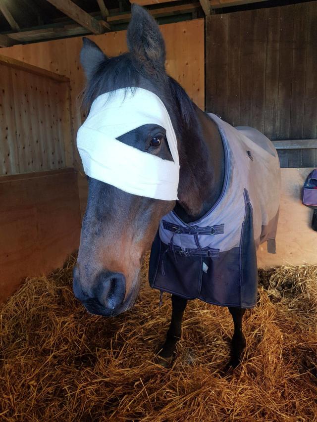 This bra used to protect a horse's infected eye, whilst also allowing it to  see. : r/mildlyinteresting