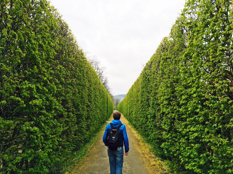 Man in a green hedge maze