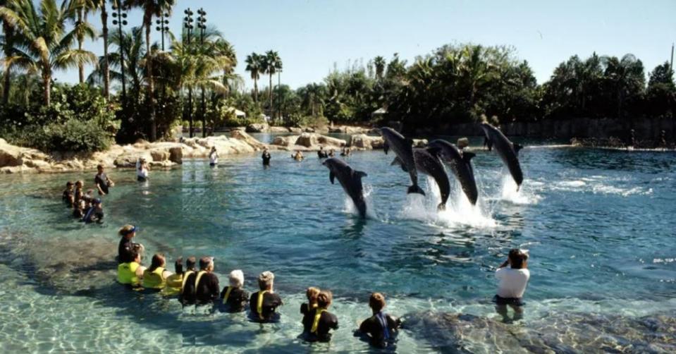 The tragic incident took place at Discovery Cove in Orlando (Getty)