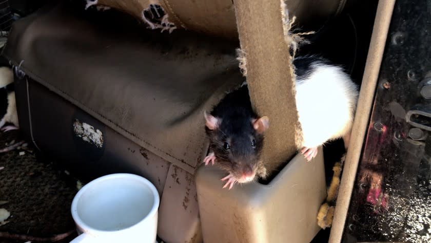 A rat in the van (San Diego Humane Society)