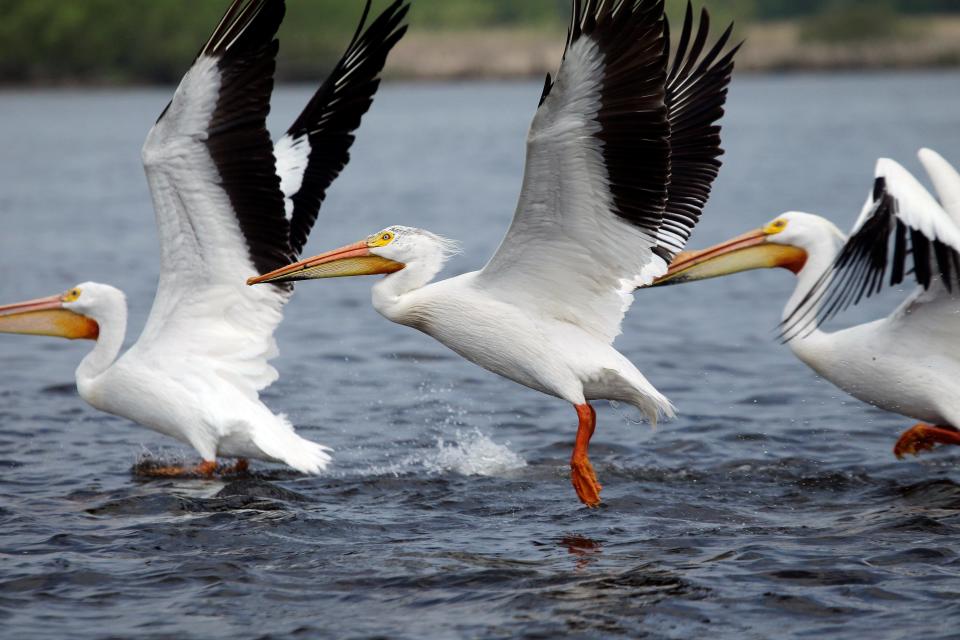 STANDALONE PHOTO — Hundreds of pelicans inhabit small islands Wednesday, May 29, 2013 on Lake Winnebago about six miles north of Fond du Lac, Wis. Unlike the brown pelican, which dives for its food, white pelicans use their pouched bills to dip for fish near the surface. An adult white pelican can eat as much as three pounds of fish per day. The birds will swim in formation and herd fish to shore or to the middle of the flock if in open water. Then they dip and come up with lunch, unknowingly doing human fishers a big favor by skimming off the top of the lake up to 4 pounds of rough fish rather than game fish. These once scarce birds began to nest in Wisconsin in the late 1990Õs after a prolonged drought in the Dakotas caused some birds to shift their migration patterns eastward over Horicon Marsh and the Fox River Valley as well as the Mississippi River. They have established nesting areas in Lake Buttes de Morts and Green Bay. MARK HOFFMAN/MHOFFMAN@JOURNALSENTINEL.COM