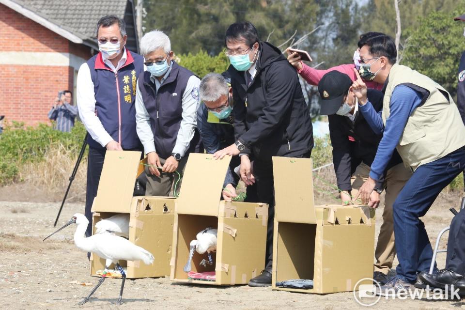 台南市長黃偉哲、野鳥學會與特生中心等保育人員今日共同參與野放3隻傷癒的黑面琵鷺的活動。   圖：台南市政府提供