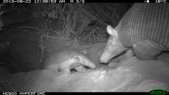 A baby giant armadillo and its mother. This is first footage of a mother and its baby.