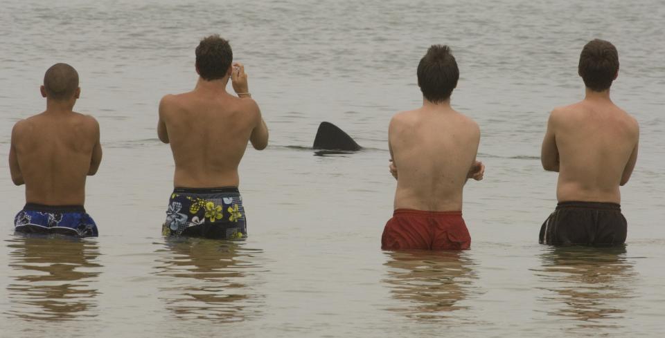 Beachgoers cozy up to a basking shark feeding off Scusset Beach State Reservation in Sagamore back in 2006. They likely wouldn't have been so bold with a great white shark in the water.