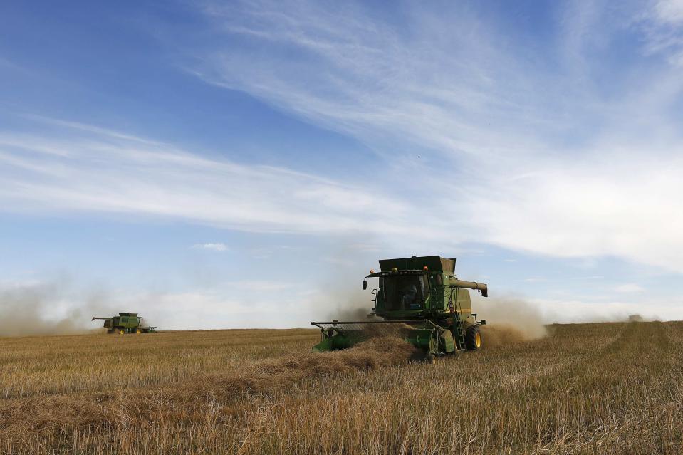 Farmers drive combines harvesting canola while harvesting on Barry Lang's farm near Beiseker