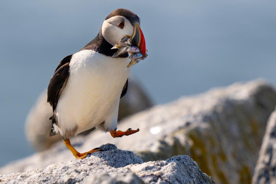 An Atlantic puffin brings a beak full of baitfish to feed its chick in a burrow under rocks on Eastern Egg Rock, a small island off mid-coast Maine, Sunday, Aug. 5, 2023. Scientists who monitor seabirds said Atlantic puffins had their second consecutive rebound year for fledging chicks after suffering a bad 2021.