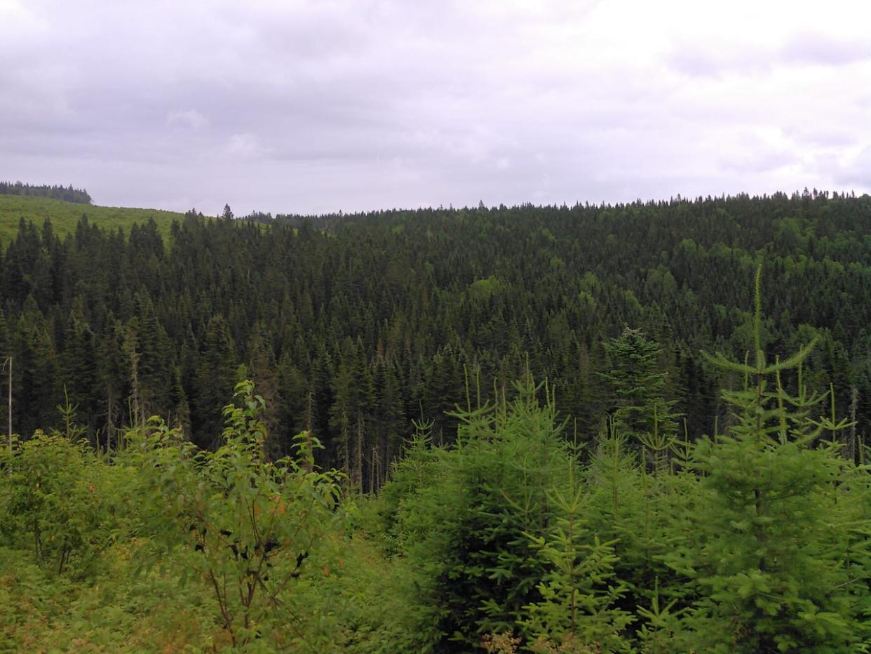 Amanda Page of the Conservation Council of New Brunswick said the province has been slow to release multiple forest-related reports.  (Submitted by Anthony Taylor - image credit)
