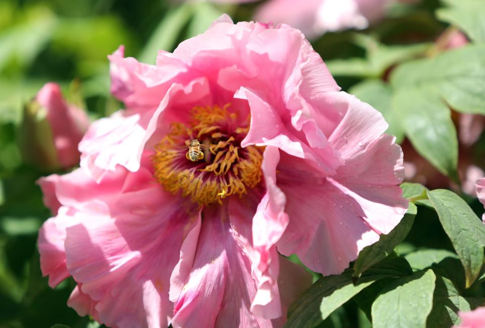 Peonies in full bloom, for about one more week, at Rockefeller State Park Preserve in Pleasantville May 15, 2019. The 500 tree plants were a gift from Yatsuka Cho, a small town in Japan, to the Friends of the Rockefeller State Park Preserve to help unite the two countries after September 11. 