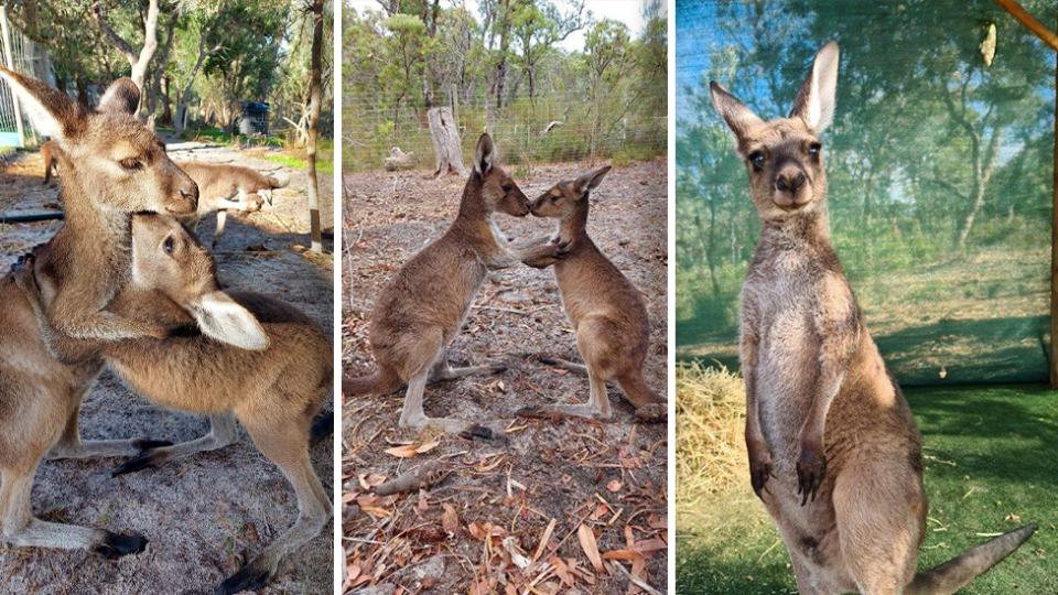 Left - Two joeys hugging. Centre - Two joeys touching noses. Right - a joey looking at the camera.