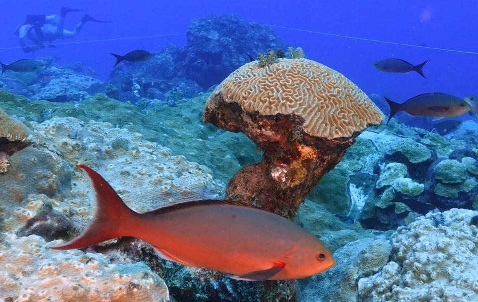 Fish swim around brain coral deep below ocean at the Flower Garden Banks National Marine Sanctuary in the Gulf of Mexico Saturday, Sept. 16, 2023. Sheltered in a deep, cool habitat far from shore, the reefs in the Flower Garden Banks boast a stunning amount of coral coverage. (AP Photo/LM Otero)