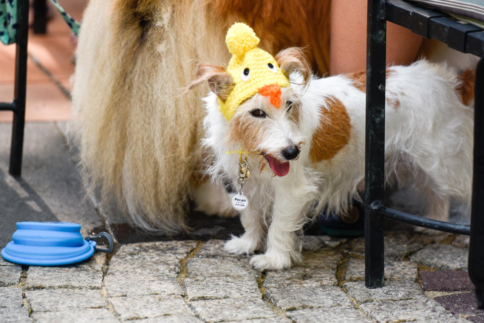 <p>Dogs at Howlloween at the Grand Copthorne Waterfront Hotel. (Photo: Bryan Huang/Yahoo Lifestyle Singapore)</p>