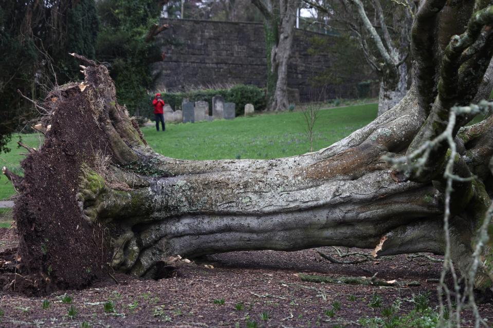 Fallen tree in Cemetery Park in St Austell (REUTERS)