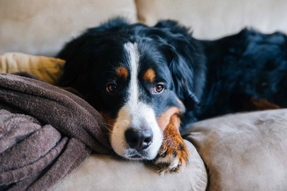 Jena Ardell / Getty Images Sad dog.