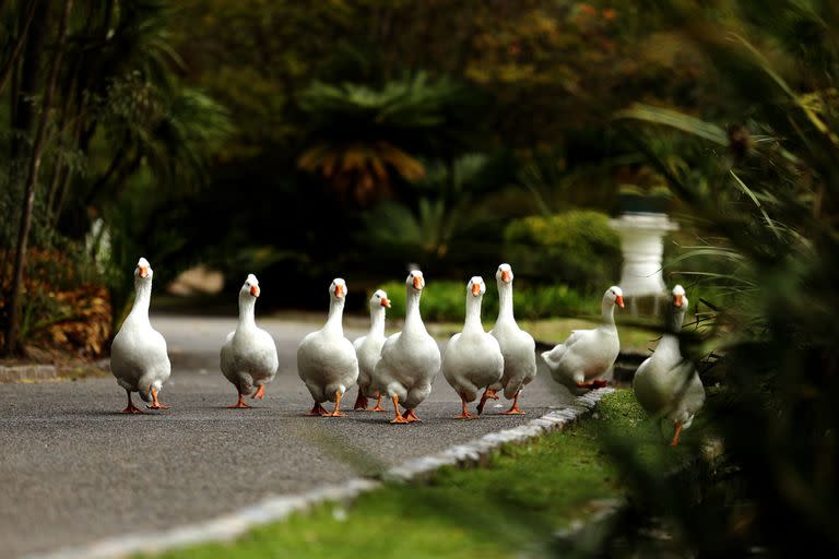 El concepto del Bioparque es que mejor la calidad de vida de los animales 