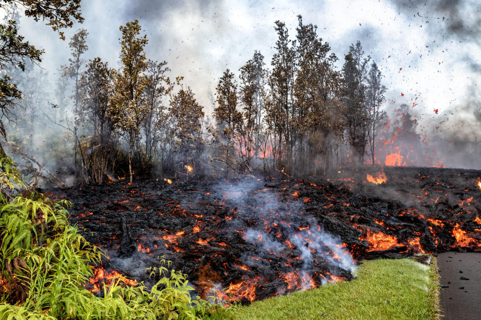 Lava Trees