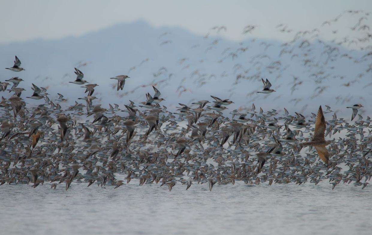 <span class="caption">Shorebirds gather by the thousands at important feeding and resting areas, but how individual birds move among sites remains a mystery.</span> <span class="attribution"><span class="source">Julian Garcia-Walther</span>, <a class="link " href="http://creativecommons.org/licenses/by-nd/4.0/" rel="nofollow noopener" target="_blank" data-ylk="slk:CC BY-ND;elm:context_link;itc:0;sec:content-canvas">CC BY-ND</a></span>