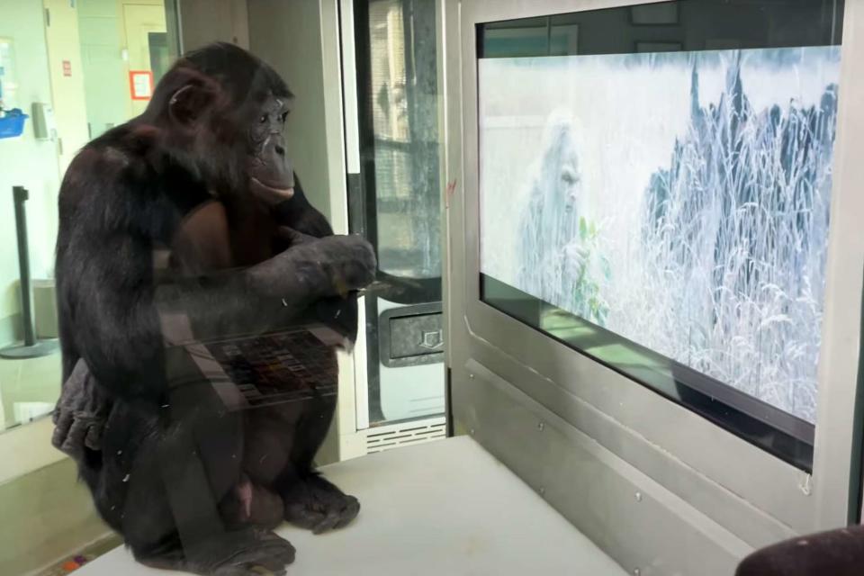 <p>Bleecker Street/YouTube</p> Teco the bonobo watching "Sasquatch Sunset" at Ape Initiative 