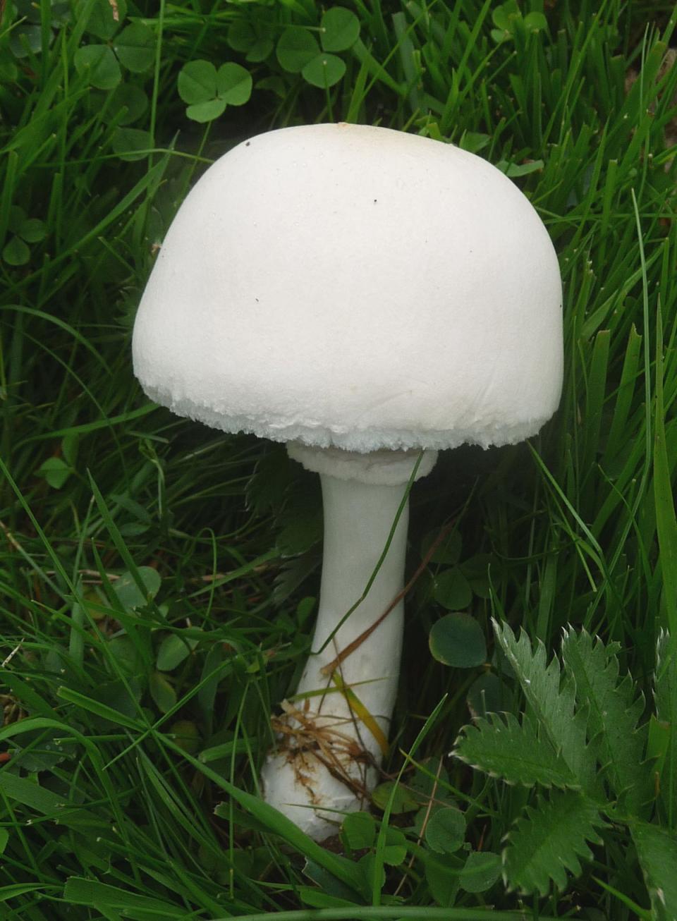 Destroying Angel’s are often found at the edges of woodlands (gailhampshire/Wikimedia Commons CC BY 2.0)