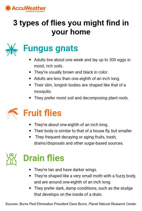 Fruit Flies Vs. Gnats - The Bug Master Pest Control and Disinfecting