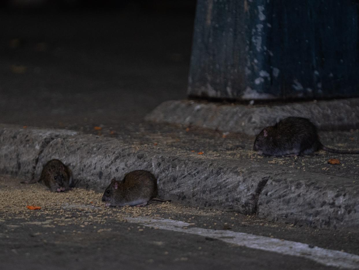 rats in New York City