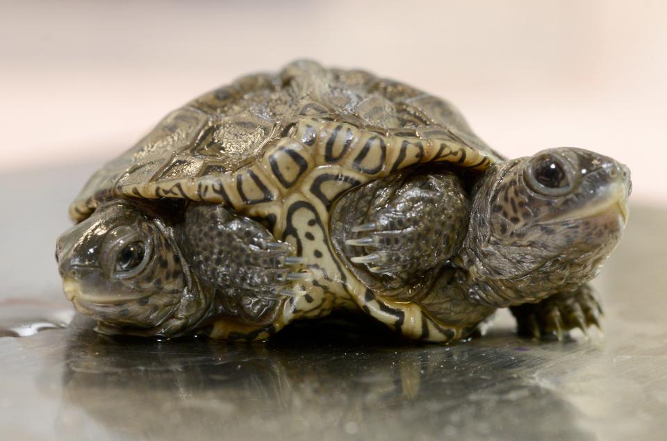 A double-headed diamondback terrapin is weighed at the Birdsey Cape Wildlife Center in Cummaquid, Mass., where the 2-week-old reptile is being treated.