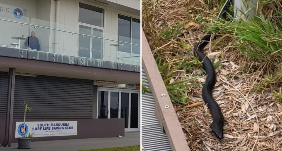 The Maroubra SLSC and a red-bellied black snake spotted nearby