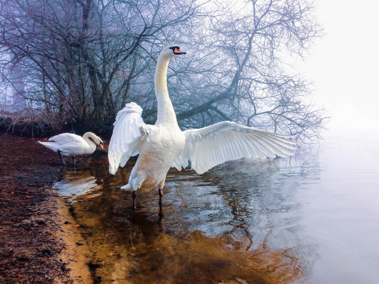 Swan at Petersfield Heath Pond on a frosty morning, by Christopher Pearson, won the mobile phone picture award in the South Downs National Park competition (Christopher Pearson/PA)