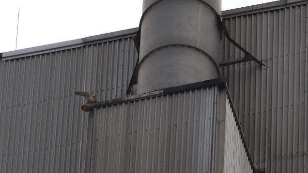 A Peregrine Falcon on the tower structure