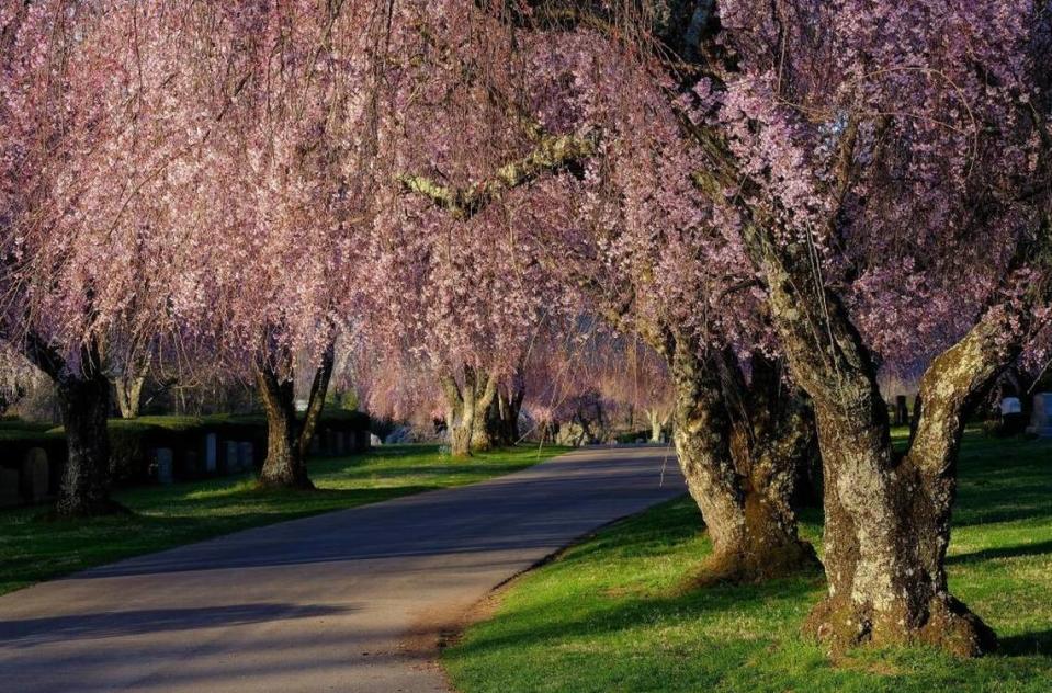 Spring has arrived in Lexington and music writer Walter Tunis has your playlist, perfect for listening to while you stroll through the botanical grounds of Lexington Cemetery or other scenic spots.