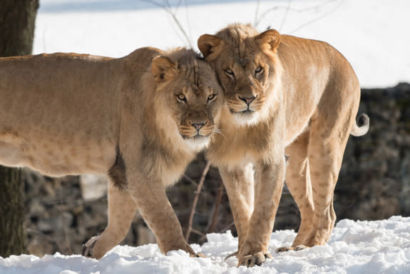 Normally associated with the warm weather of the African savanna, our Bronx Zoo lions also enjoy an occasional romp during a snowfall. Male lions grow a thick frame of hair around their heads called a mane that begins in "Mohawk" style, like th