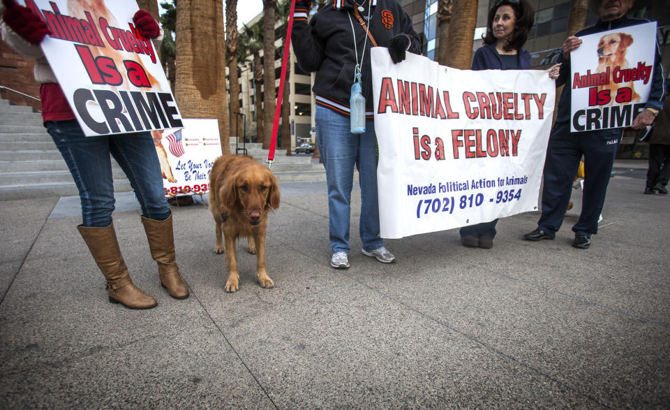 Hannah, a two-year old Golden Retriever, stand with her owner during an animal rights demonstration in front of Clark County Regional Justice Center Wednesday, Feb. 5, 2014. About 15 people demonstrated before a hearing for Gloria Lee, 35, who is facing charges of arson following a Jan. 27 fire at her Prince and Princess Pet Boutique in Las Vegas. A total of 27 puppies were rescued and taken to the shelter after the attempted arson. (AP Photo/Las Vegas Review-Journal, Jeff Scheid) LOCAL TV OUT; LOCAL INTERNET OUT; LAS VEGAS SUN OUT