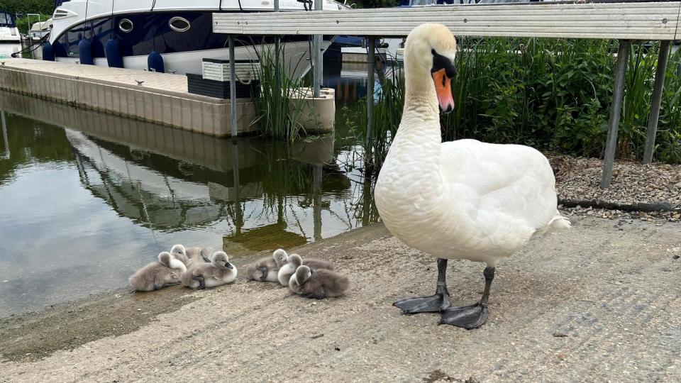 Swan and cygnets