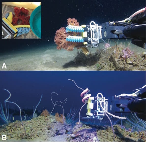 Squishy Fingers gathering samples of <i>Dendronephthya</i> (A) with an insert showing the collected coral on the ship's deck. Below (B), the boa-type gripper collects coral 328 feet (100 meters) underwater.