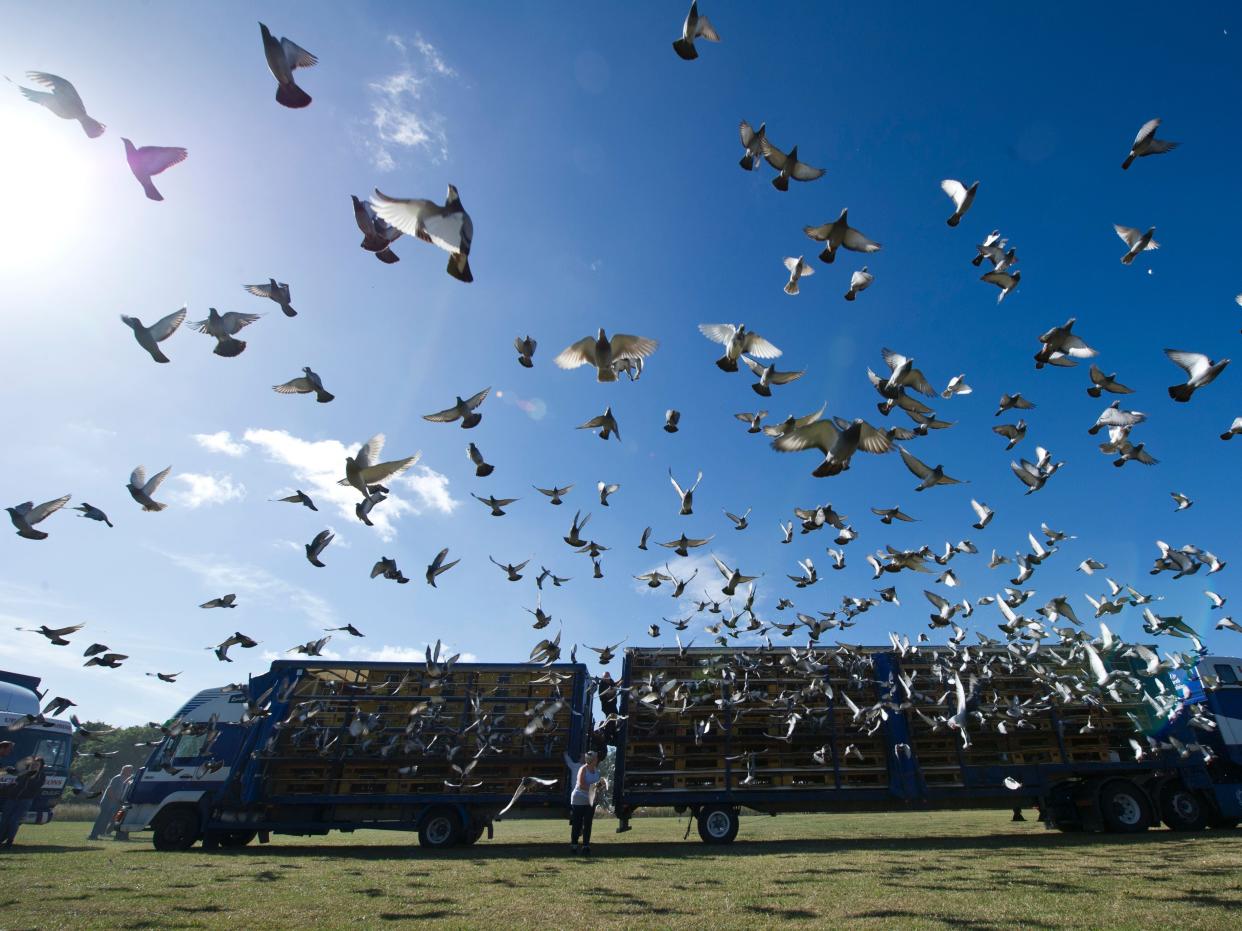 Thousands of racing pigeons are released from the Kilton Forest Show Ground in Worksop, Nottinghamshire (file image) (OLI SCARFF/AFP via Getty Images)