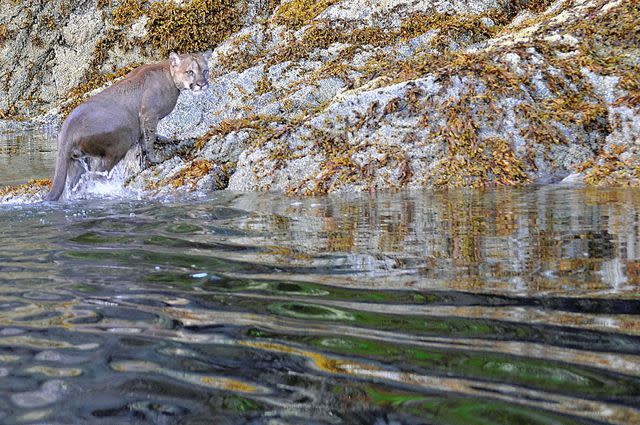 <p>Tim Melling</p> A swimming cougar emerges from the water in British Columbia