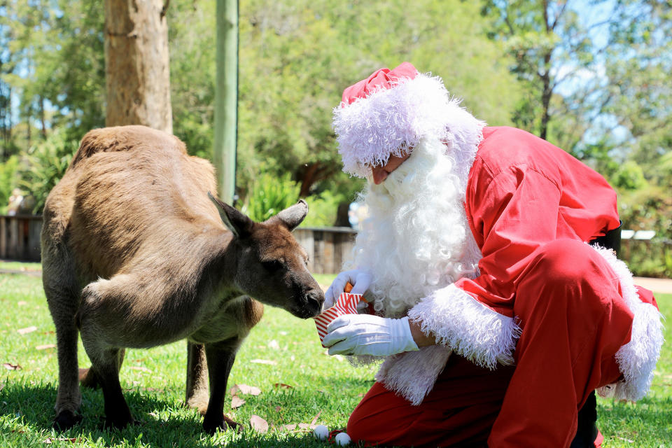 A person dressed as Santa feeds a kangaroo at the Australian Reptile Park in Somersby, Australia, on Dec. 19.